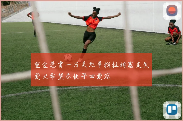 重金悬赏一万美元寻找拉姆塞走失爱犬希望尽快寻回爱宠